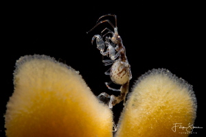 Skeleton shrimp (Caprella mutica), Oosterschelde, Zeeland... by Filip Staes 